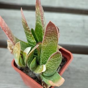 gasteria