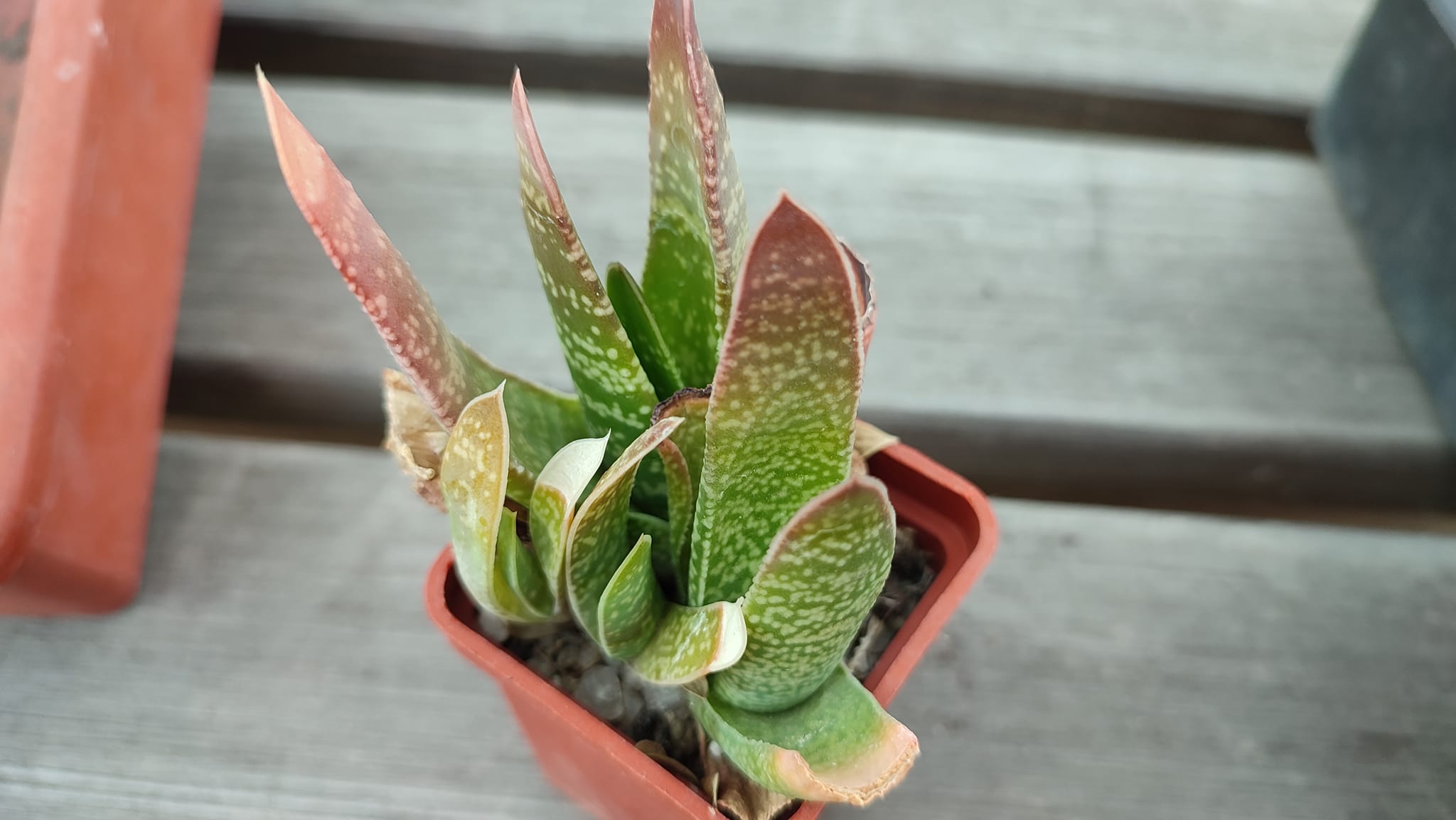 gasteria