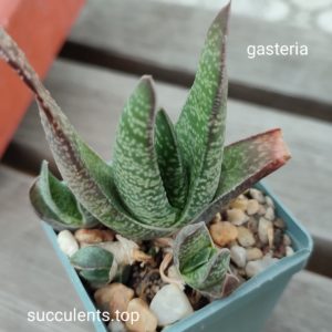 gasteria