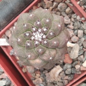 Copiapoa montana x hypogaea "Lizard Skin"