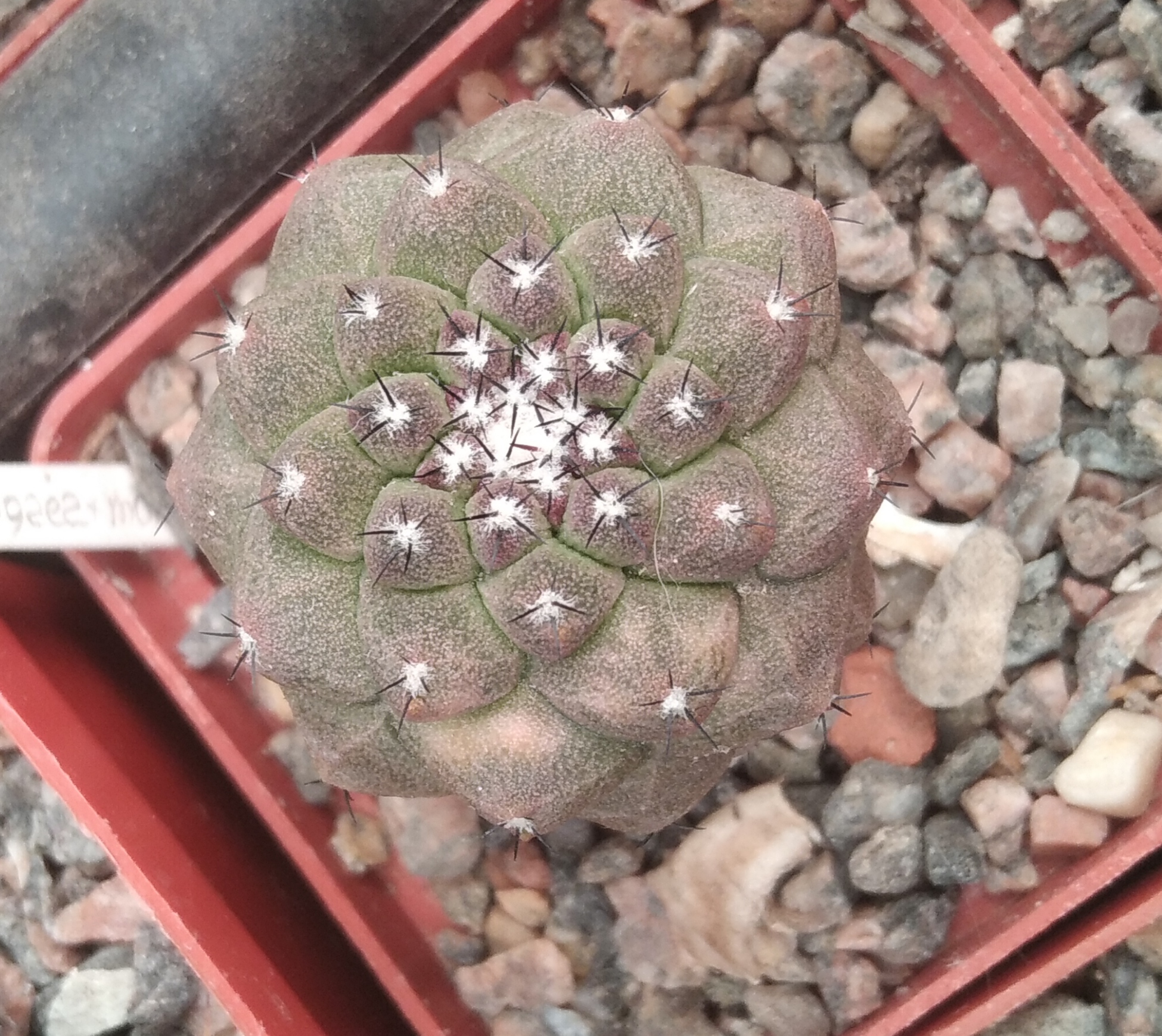 Copiapoa montana x hypogaea "Lizard Skin"