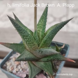haworthia limifolia Jack Brown A. Plapp