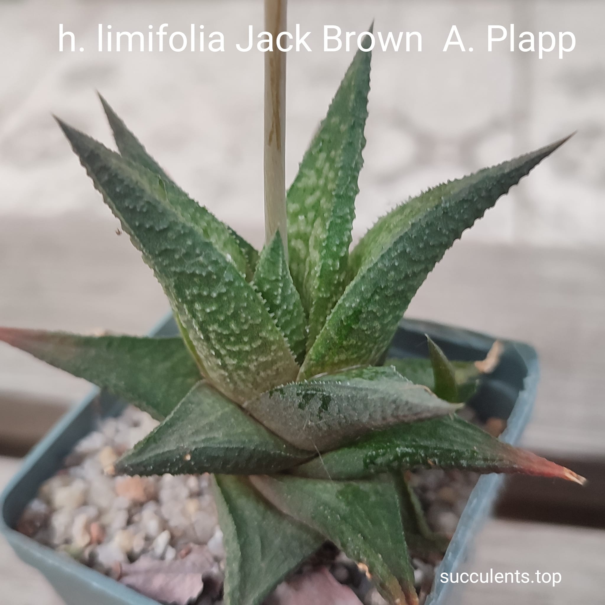 haworthia limifolia Jack Brown A. Plapp