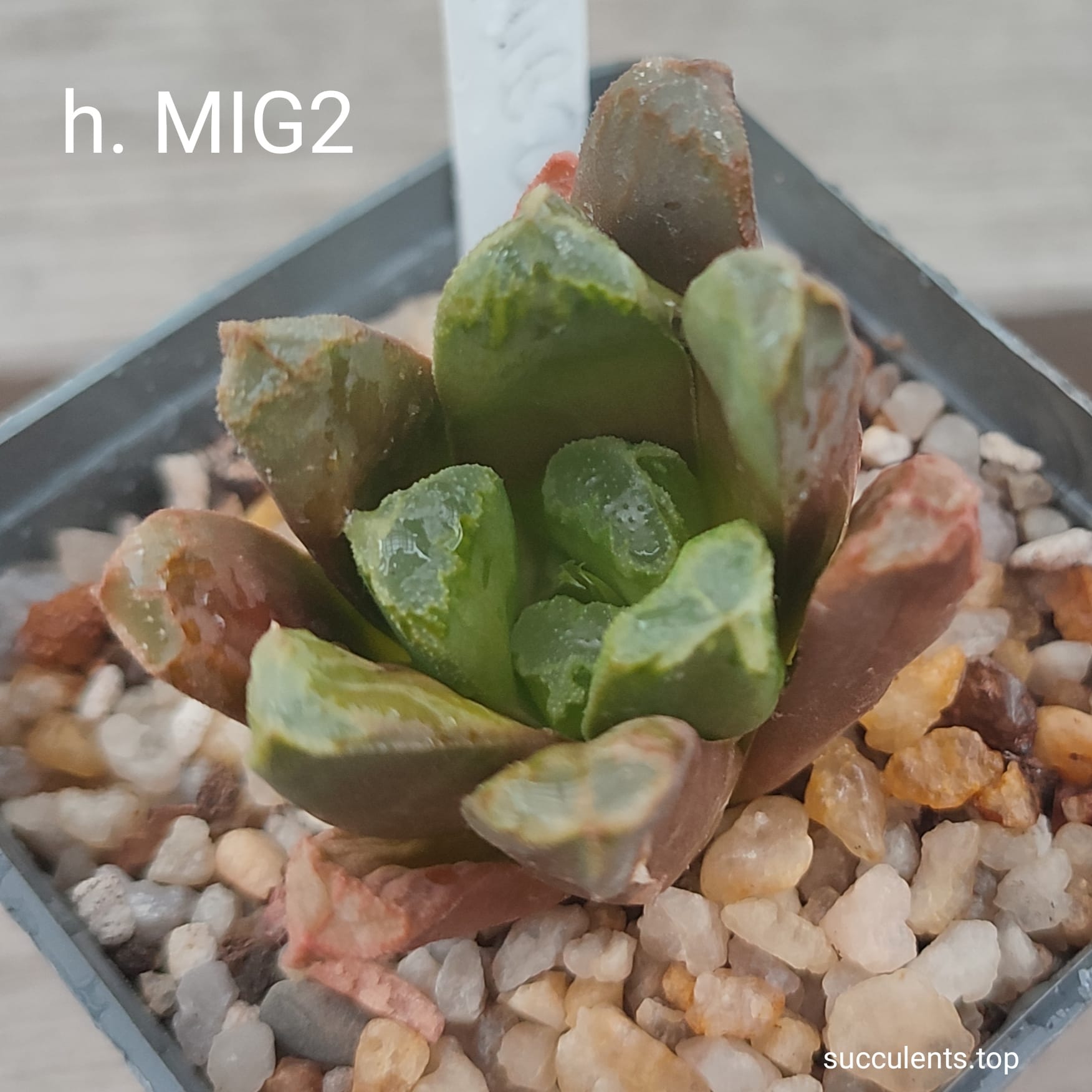 haworthia mig2