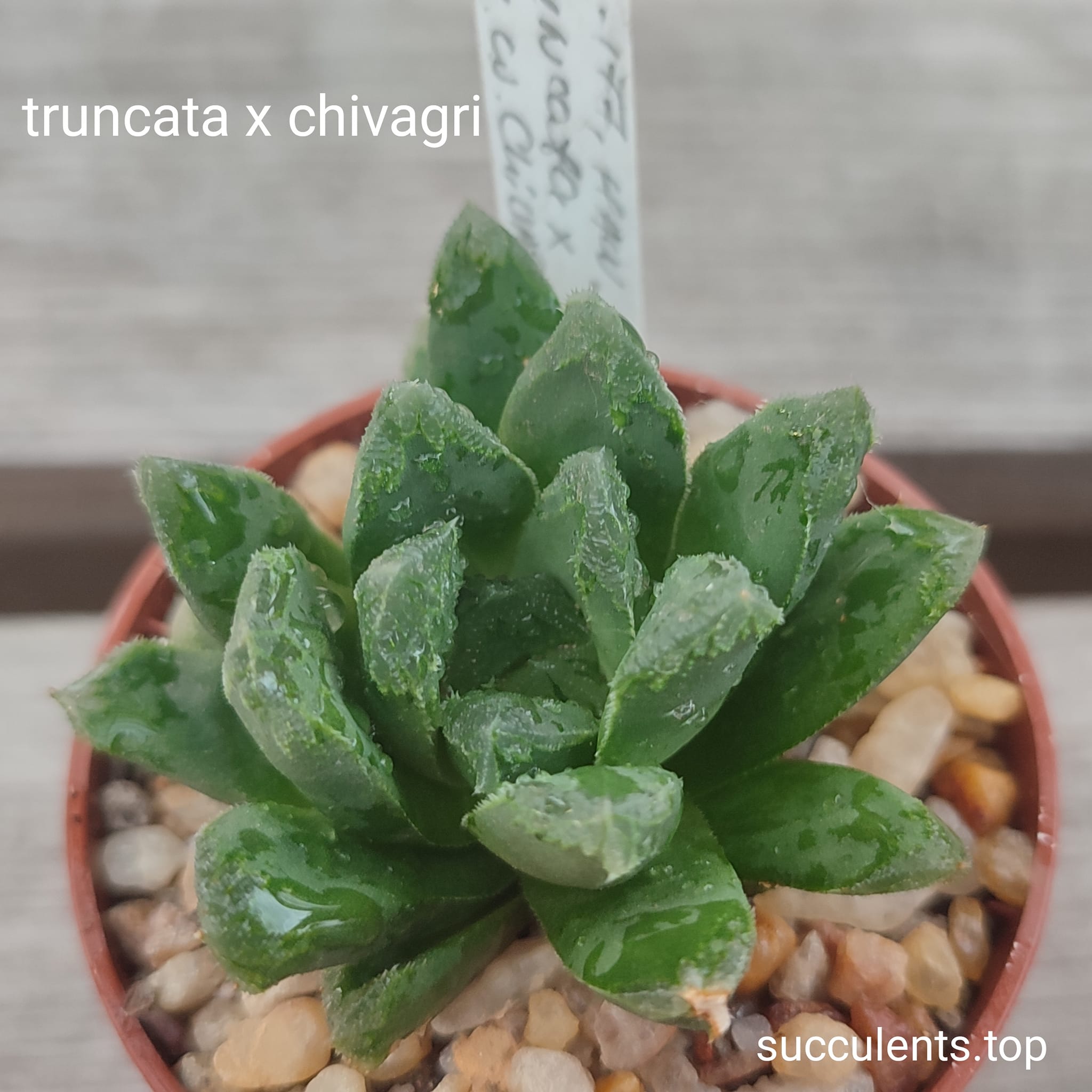 haworthia truncata x chibagri
