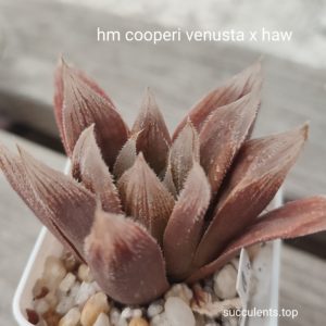 haworthia cooperi venusta x haw