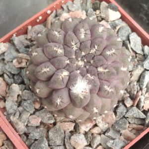 Thelocephala aerocarpa -s