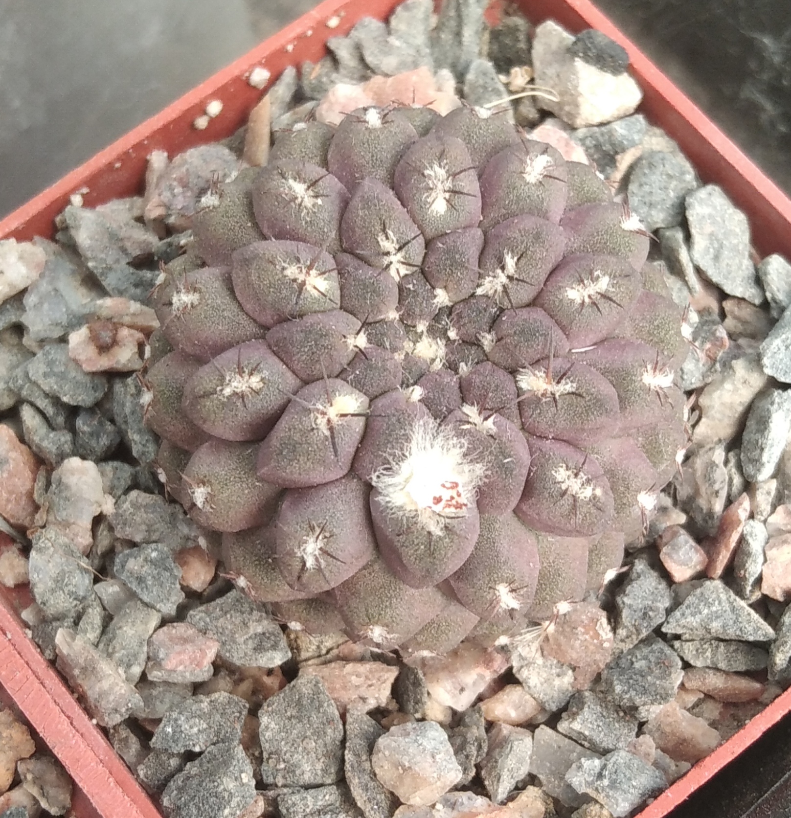 Thelocephala aerocarpa -s
