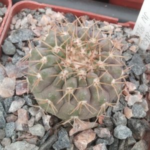 Copiapoa  columna-alba JN1926 -s