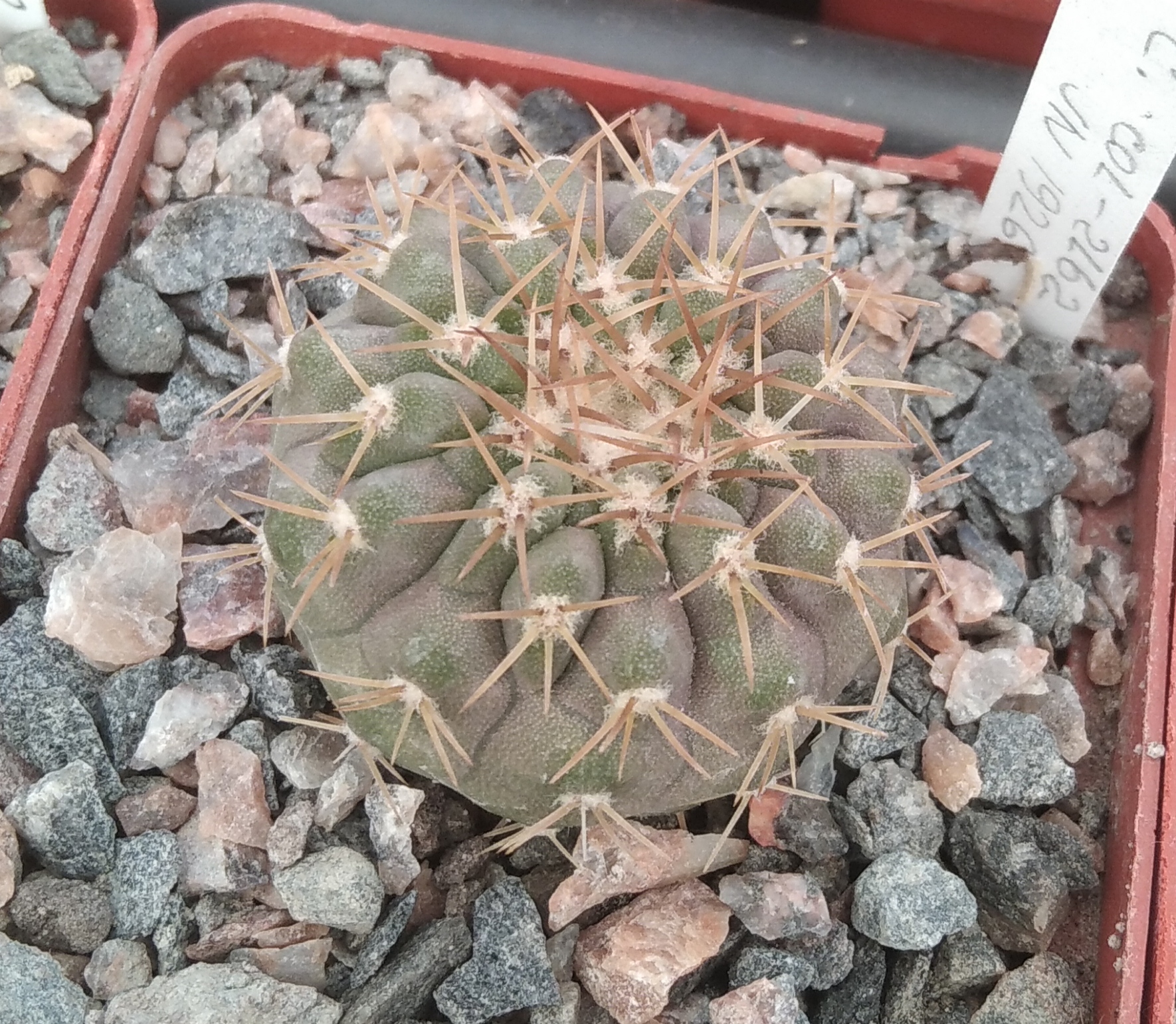 Copiapoa  columna-alba JN1926 -s