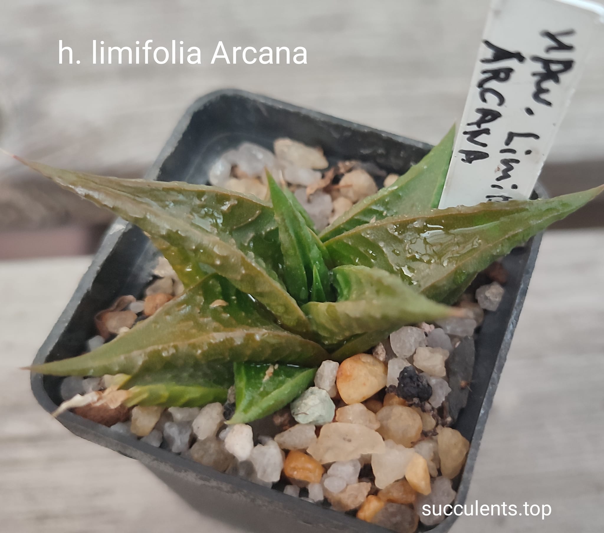 haworthia limifolia Arcana
