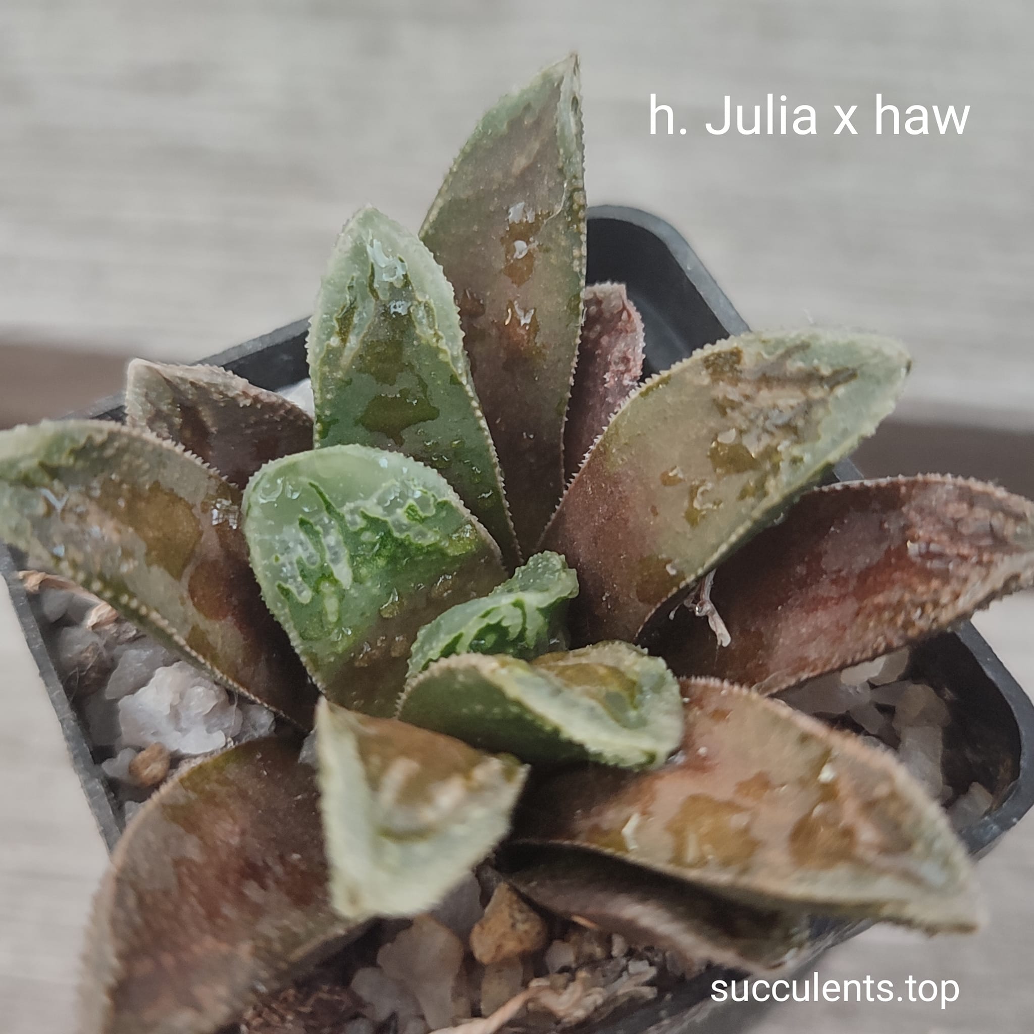 haworthia Julia x haw