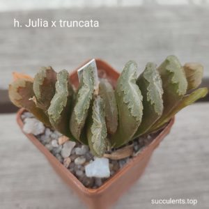 haworthia Julia x truncata