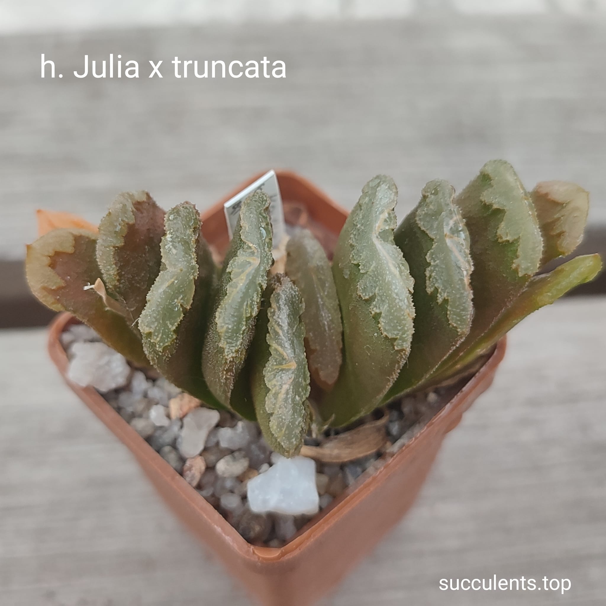 haworthia Julia x truncata