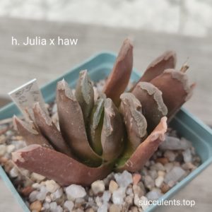 haworthia Julia x haw