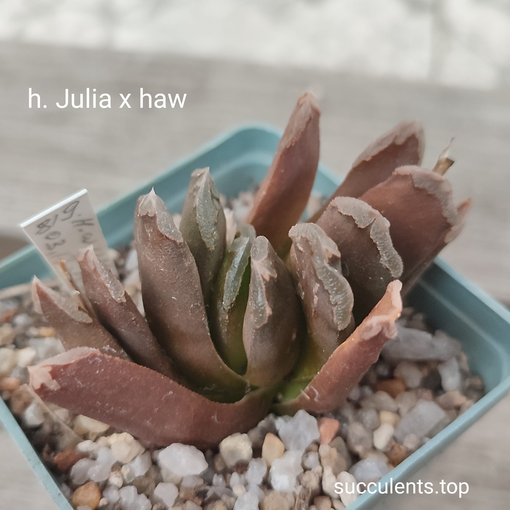 haworthia Julia x haw