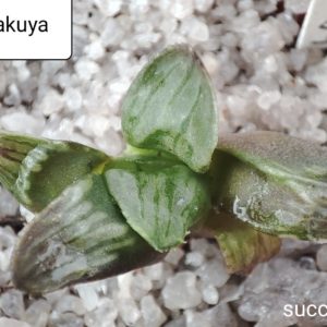 haworthia mutica cv  Byakuya