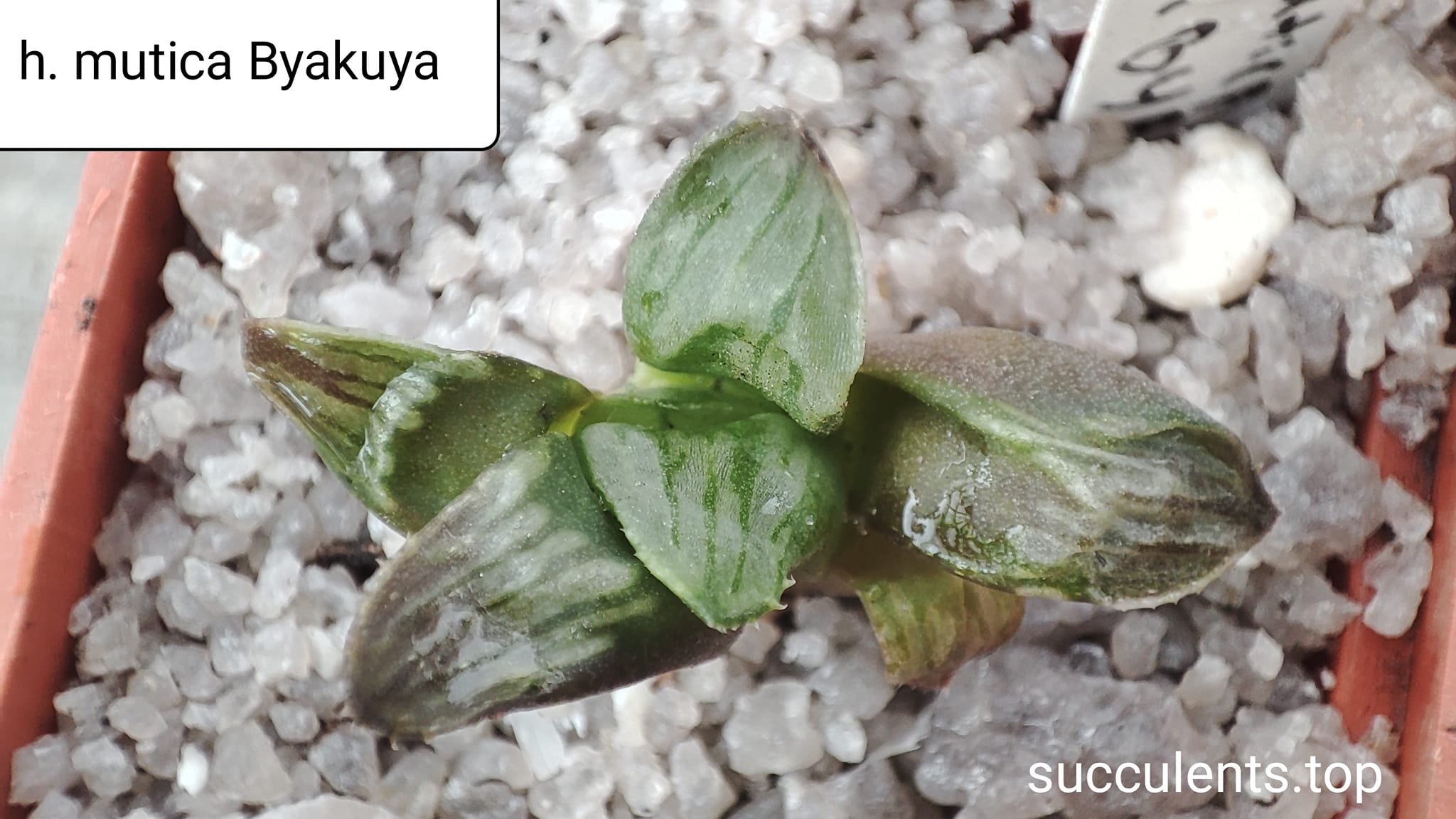 haworthia mutica cv  Byakuya