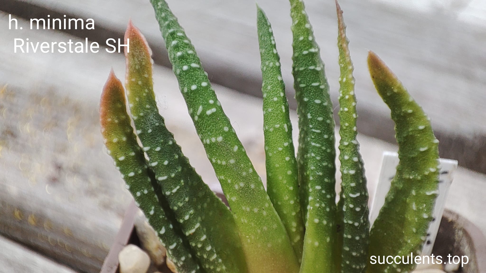 haworthia minima Riverstale