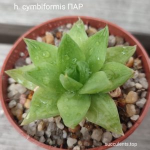 haworthia cymbiformis ПАР