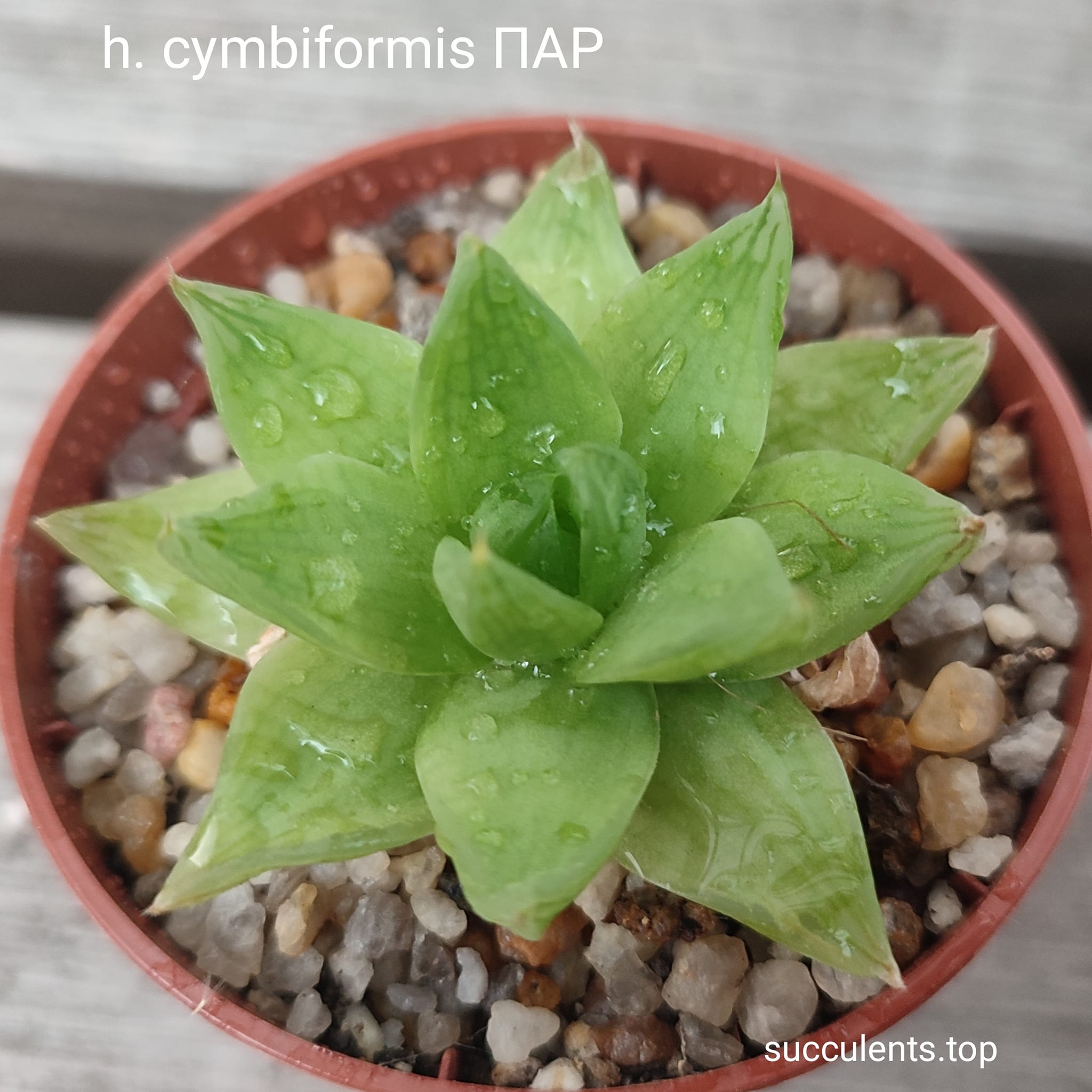haworthia cymbiformis ПАР