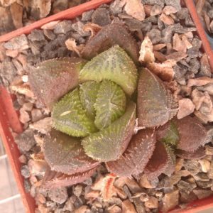 Haworthia cv. "El Polito" -s