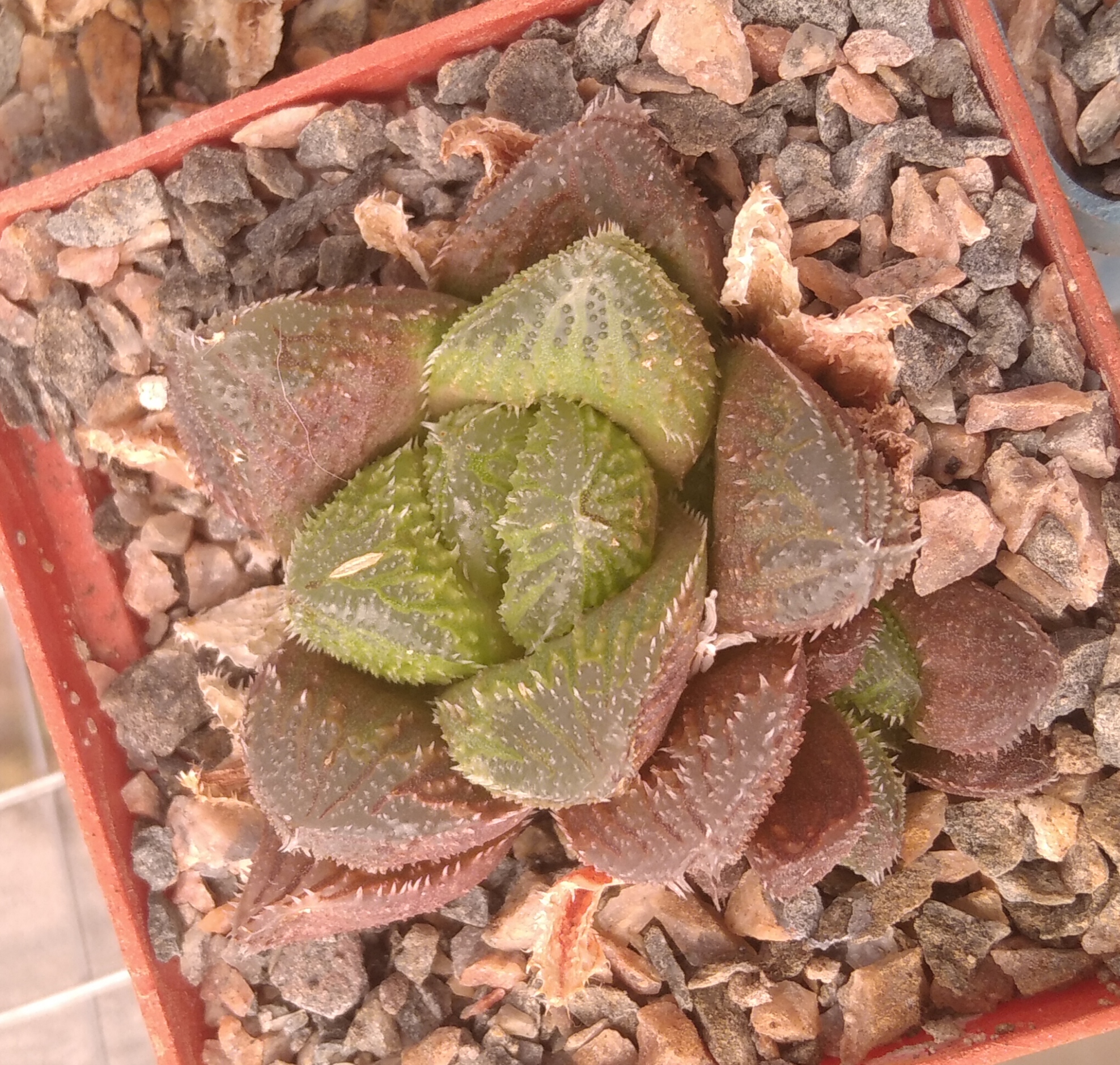 Haworthia cv. "El Polito" -s