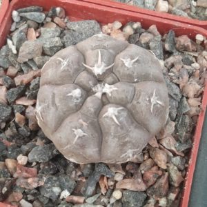 Gymnocalycium prochazkianum VG345 -s