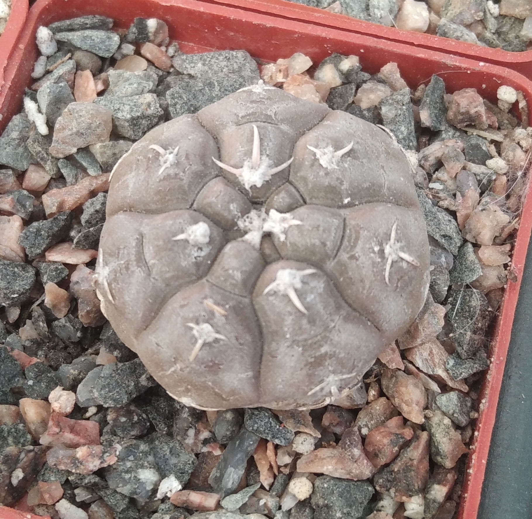 Gymnocalycium prochazkianum VG345 -s