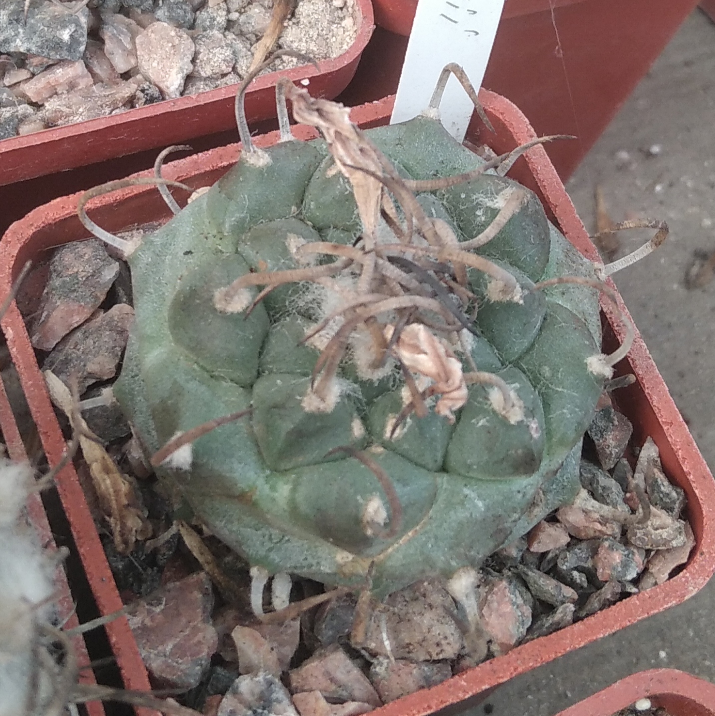 Turbinicarpus  polaskii -s