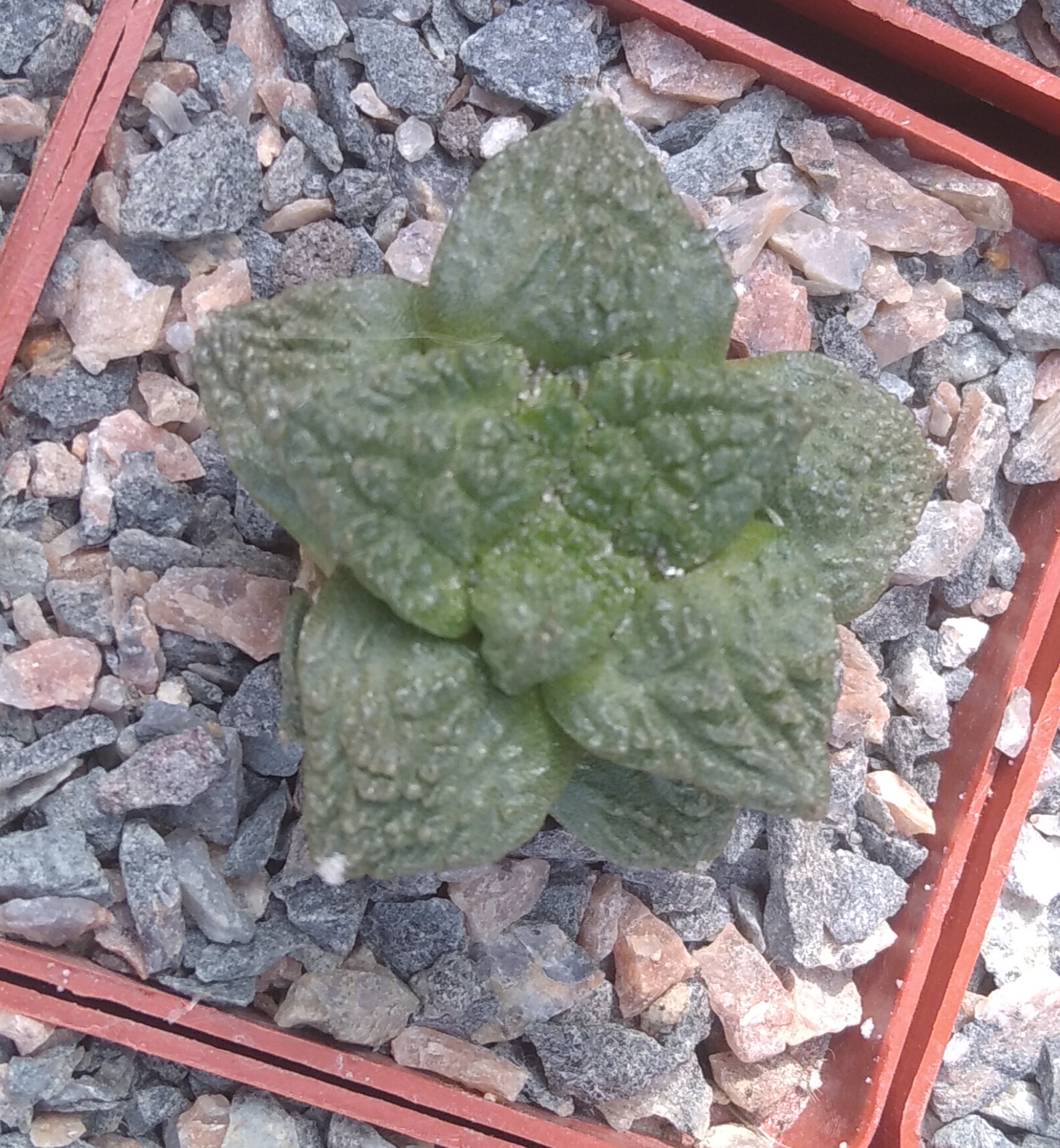 Ariocarpus  cv."Godzilla" -s