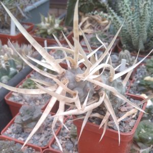 Tephrocactus art. v. papyracanthus -white form-
