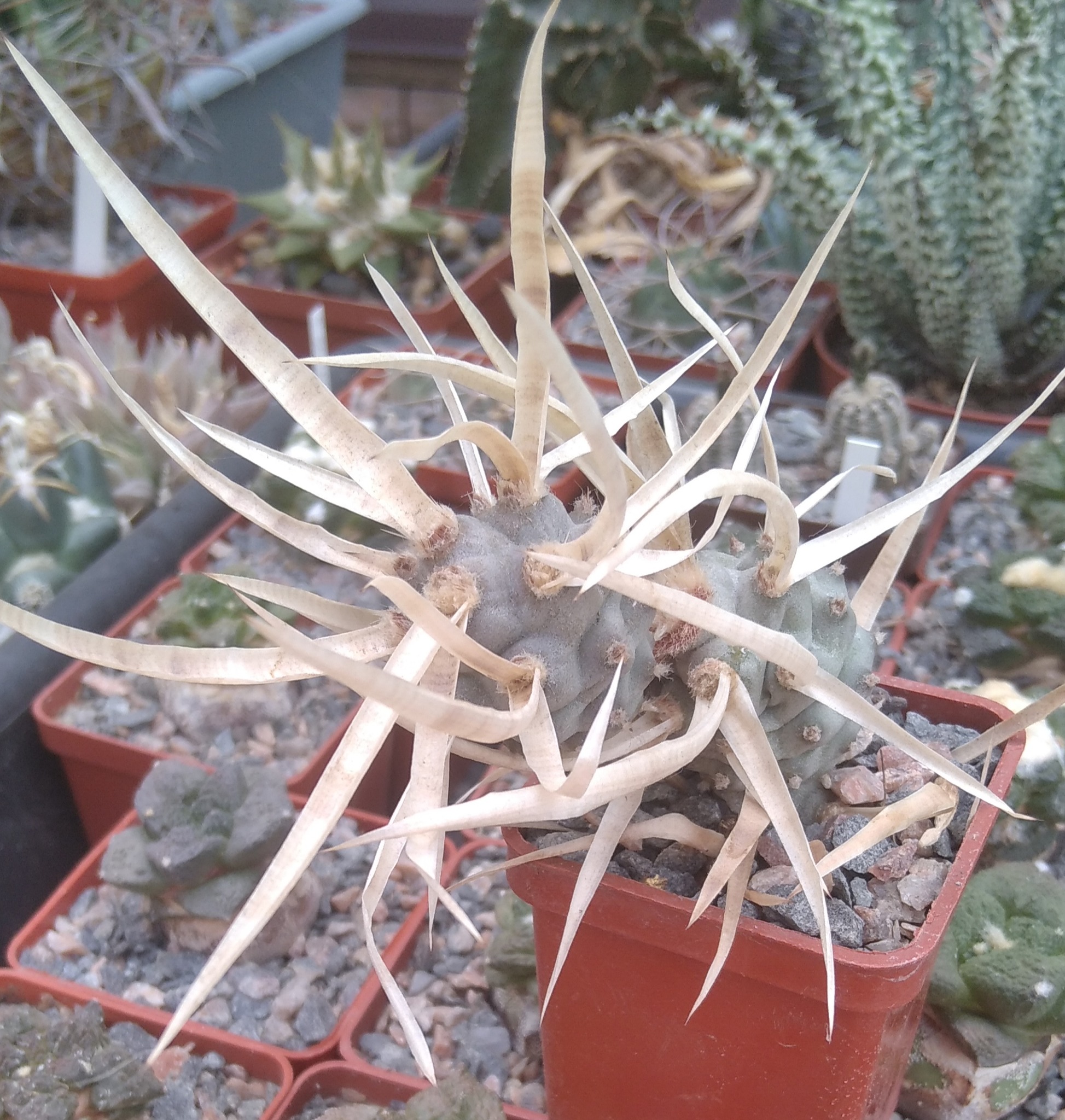 Tephrocactus art. v. papyracanthus -white form-