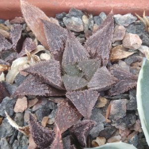 Haworthia hybr. "Kigazato x magn. major -Hammer- s