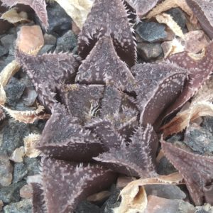 Haworthia hybr. "Kigazato x magn. major -Hammer- s