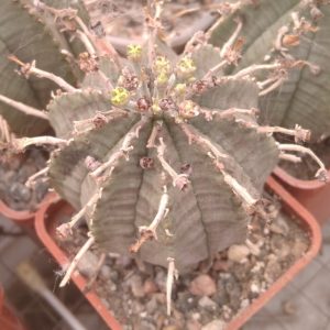 Euphorbia obesa x valida -s