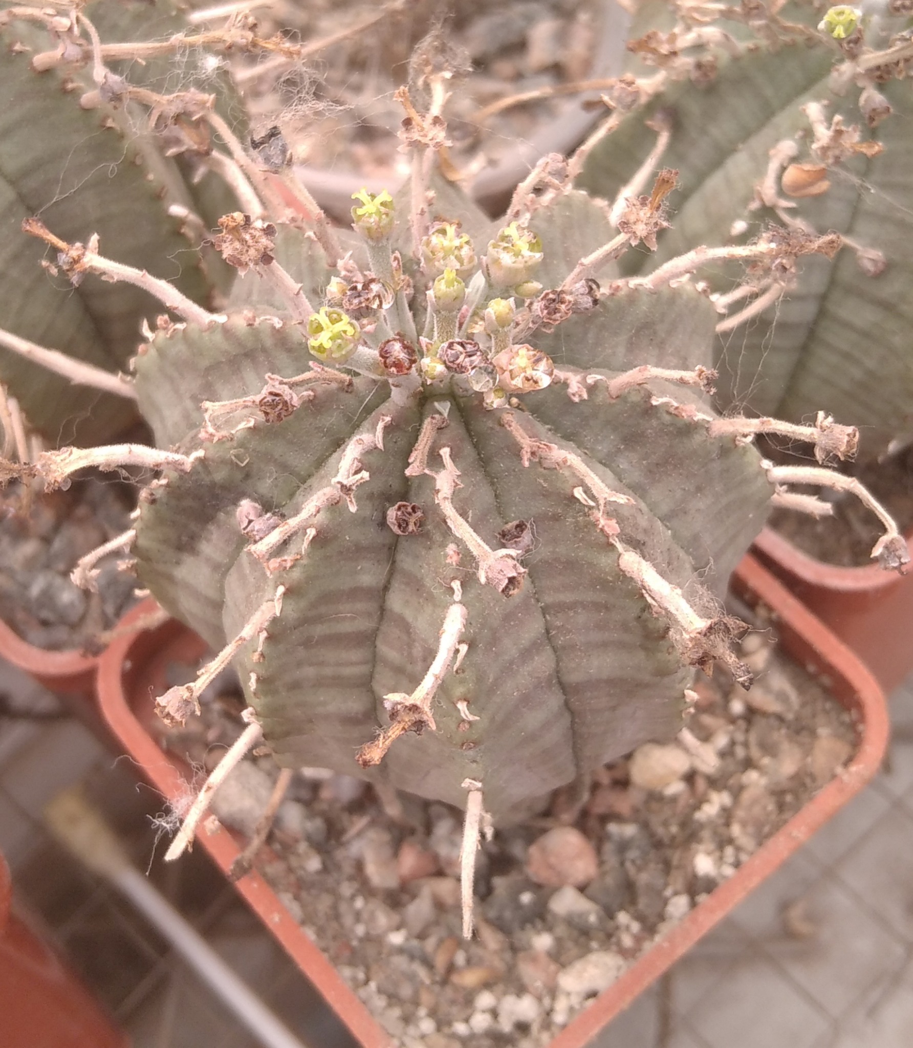 Euphorbia obesa x valida -s