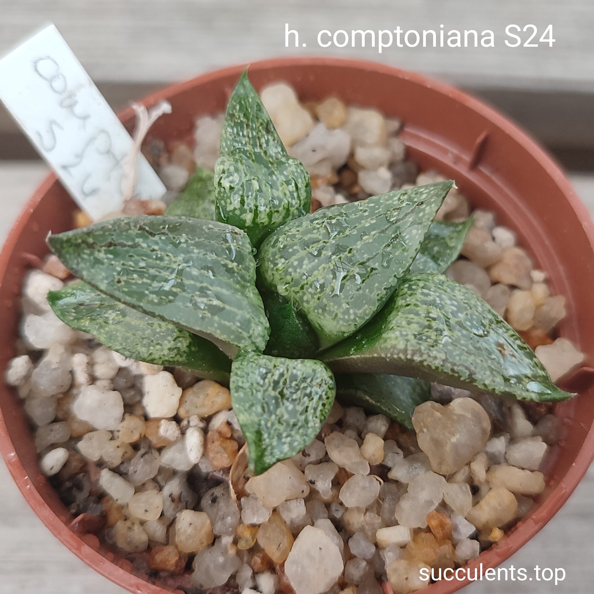 haworthia comptoniana S24