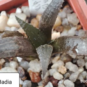 haworthia mirabilis Badia