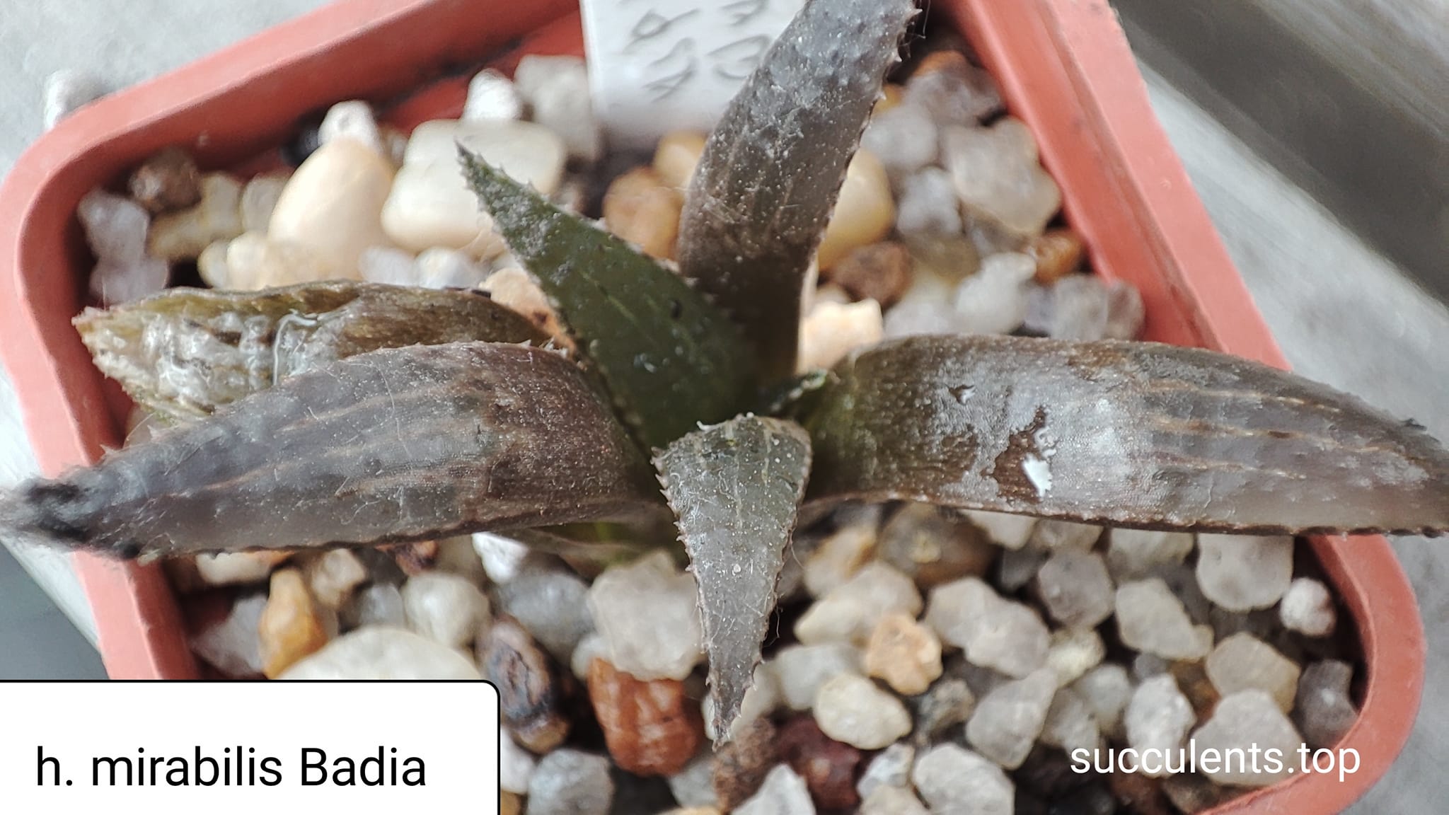 haworthia mirabilis Badia