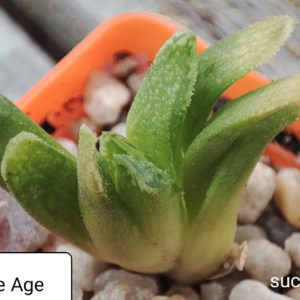 haworthia cv Bronze age