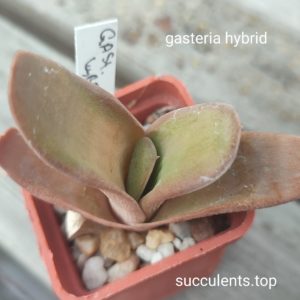 gasteria hybrid