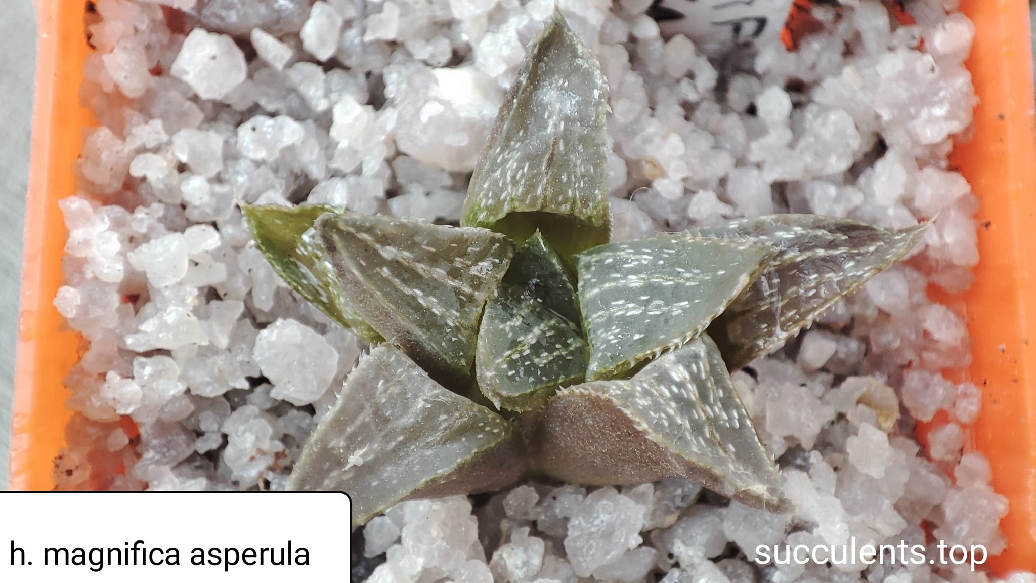 haworthia magnifica asperula