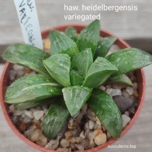 haworthia heidelbergensis variegata