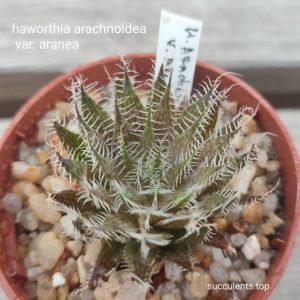 haworthia arachnoidea aranea
