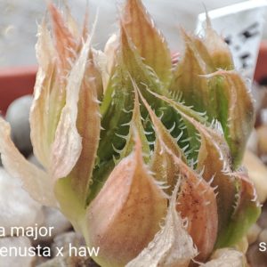 haworthia magnifica major x cooperi venusta x haw