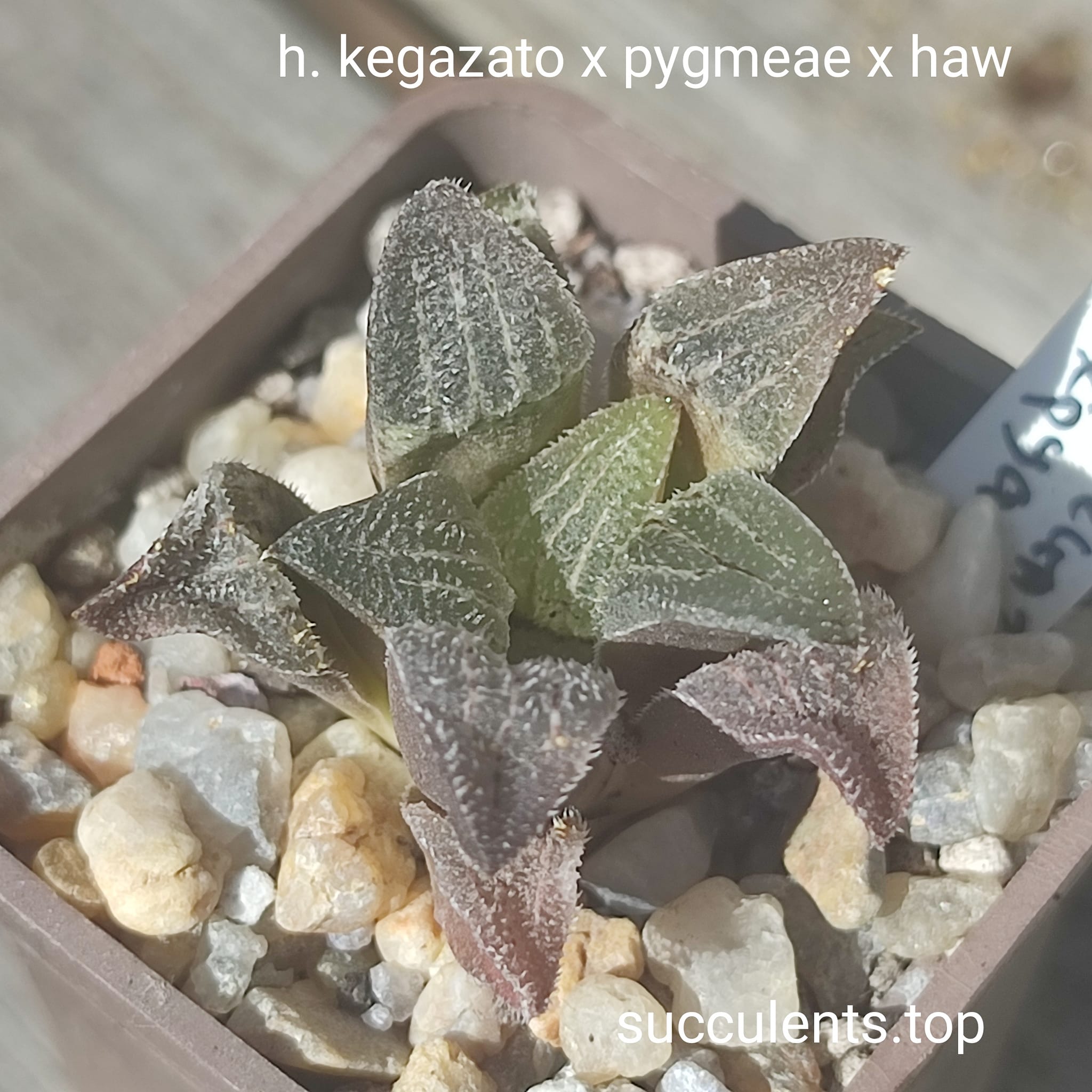 haworthia kegazato x pygmeae x haw