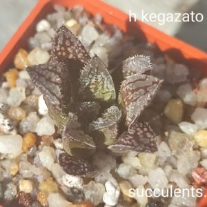 haworthia kegazato x haw