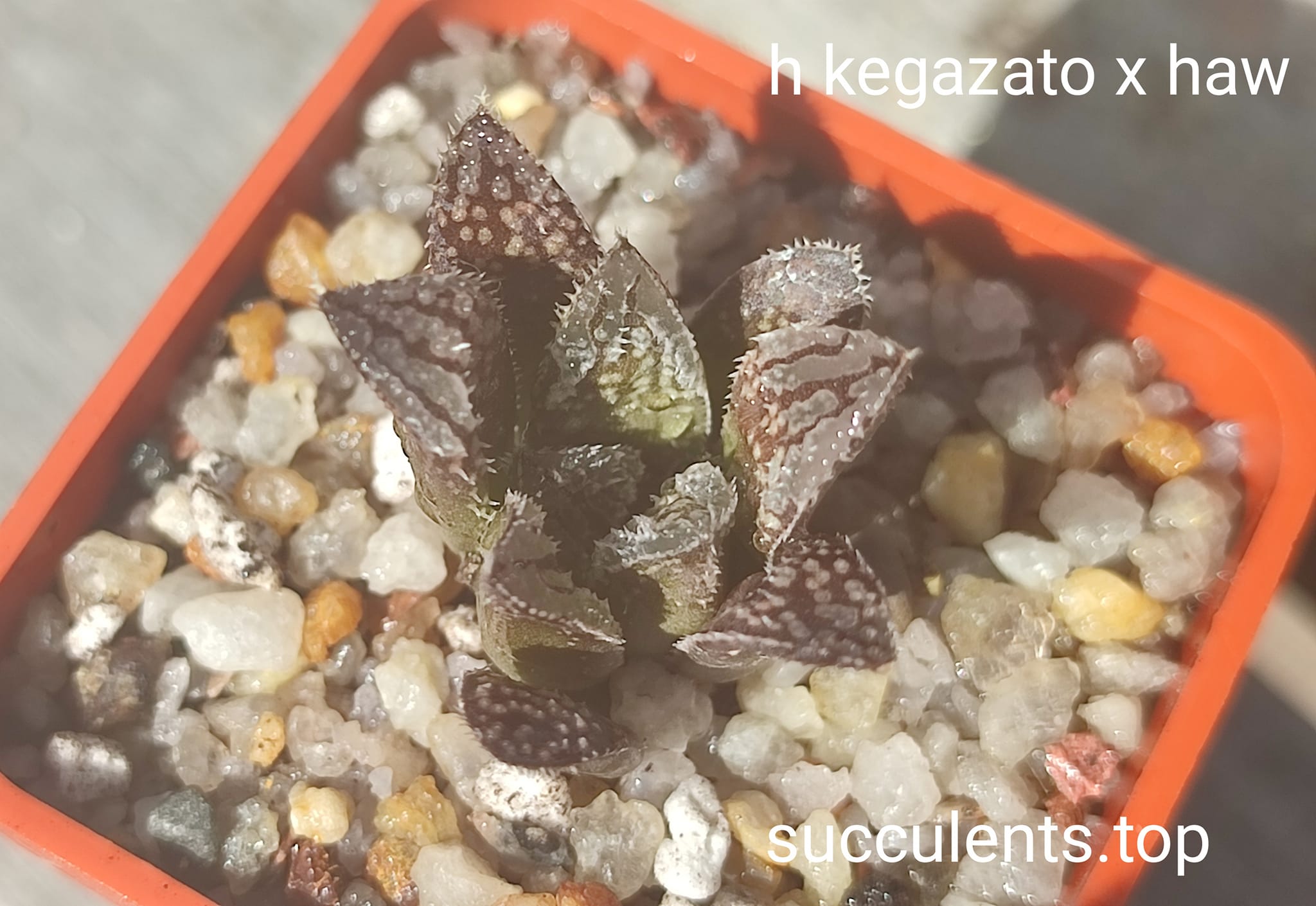 haworthia kegazato x haw