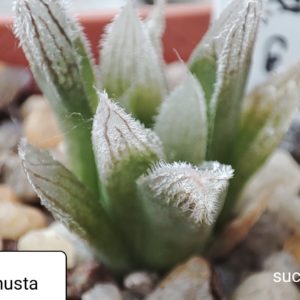 haworthia cooperi venusta